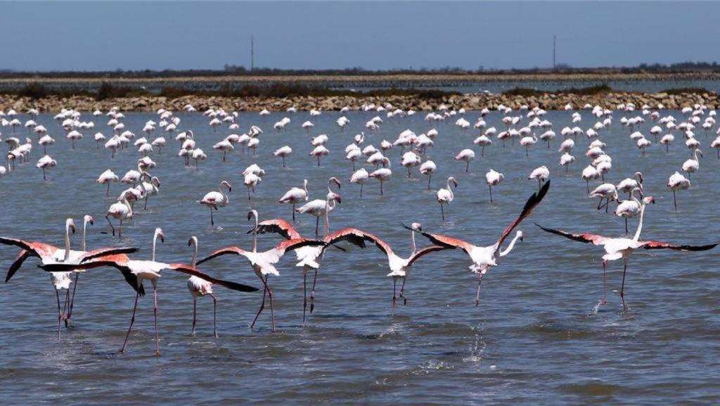Appartamento Les Poissons Sète Esterno foto